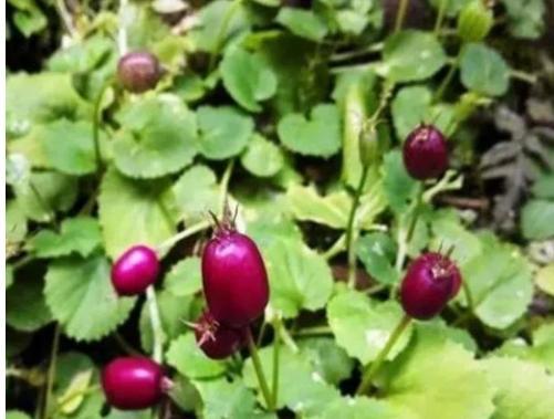 乡下一种不起眼的“地茄子”,农村娃都见过,没想到功效这么多