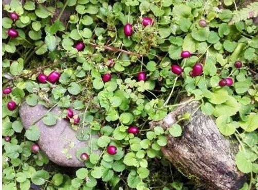 乡下一种不起眼的“地茄子”,农村娃都见过,没想到功效这么多