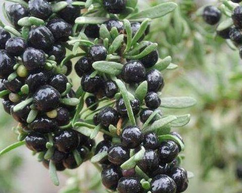 老农种植“黑了”的枸杞,邻居说可能受骗了,其实果实的价值珍贵