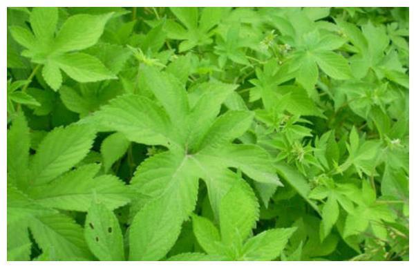 乡下害草之一的拉拉秧，碰到它就会被拉的生疼，药用价值很高