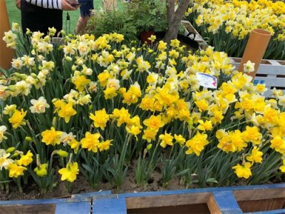 ​洋水仙露地过冬可以吗（南方北方过冬方法）