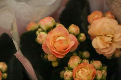 ​长寿花几天浇一次水