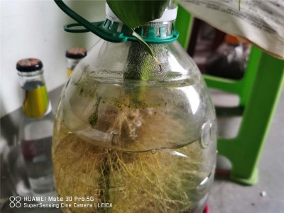 ​盆栽富贵竹怎么养才能更旺盛