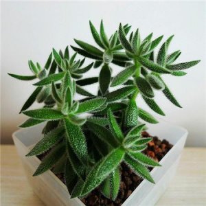 ​绒针和银狐之尾的区别