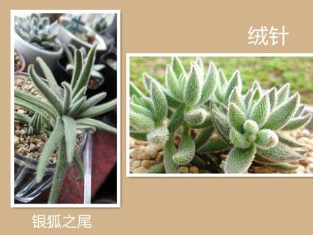 绒针与银狐之尾细节区分 绒针与银狐之尾细节区分