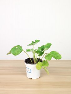 ​三角梅什么时候开花（花期介绍）