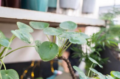 ​镜面草怎么修剪才好看