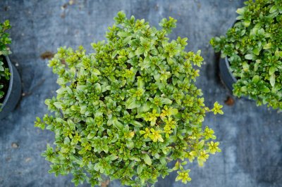 ​杜鹃花怎么修剪