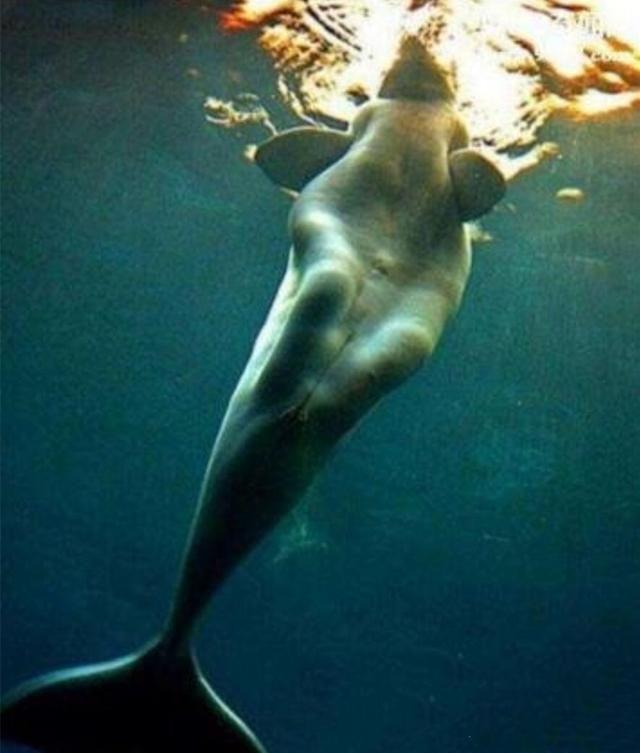 黑鳞鲛人，人鱼居然不是美丽善良的精灵，而是丑陋的食人族