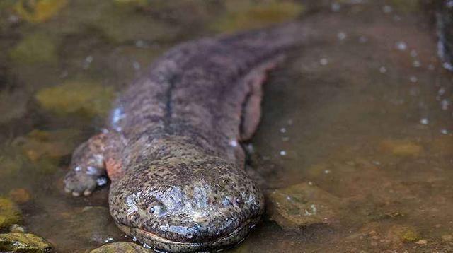 黑鳞鲛人，人鱼居然不是美丽善良的精灵，而是丑陋的食人族