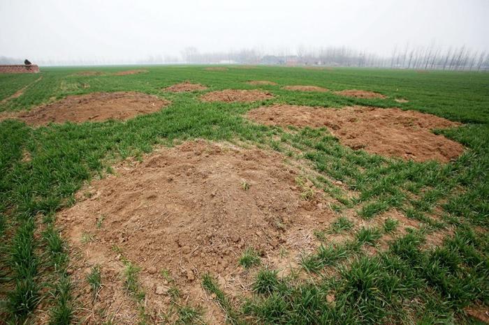 那年河南周口平坟：坟头虽然平掉了，谁也不愿在祖坟上种庄稼！