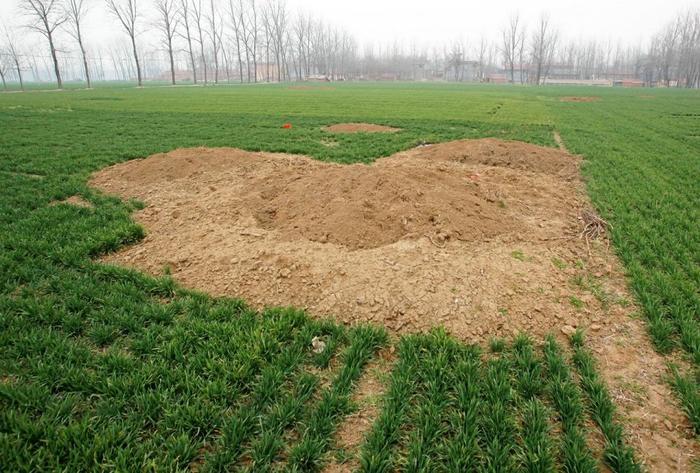 那年河南周口平坟：坟头虽然平掉了，谁也不愿在祖坟上种庄稼！