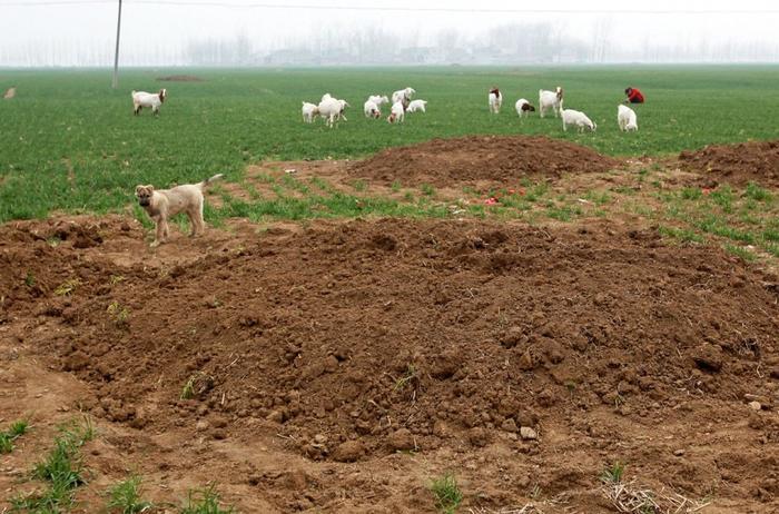 那年河南周口平坟：坟头虽然平掉了，谁也不愿在祖坟上种庄稼！