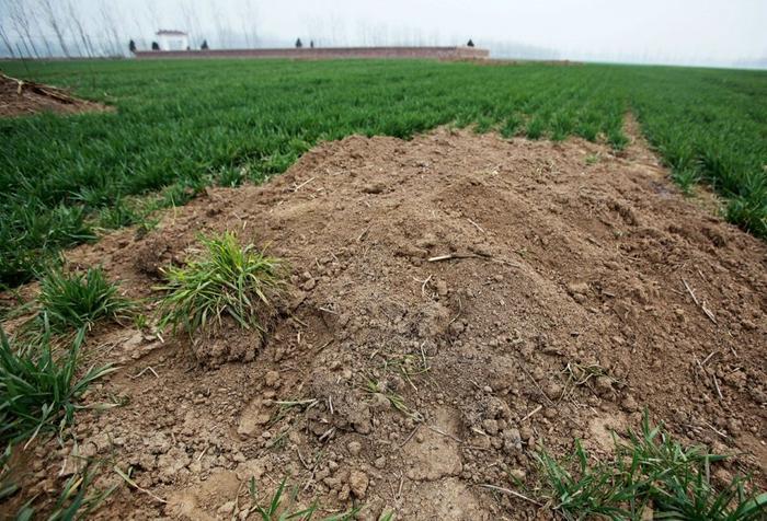 那年河南周口平坟：坟头虽然平掉了，谁也不愿在祖坟上种庄稼！