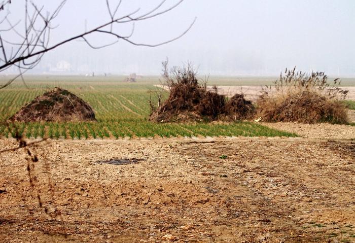 那年河南周口平坟：坟头虽然平掉了，谁也不愿在祖坟上种庄稼！