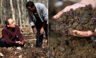 ​这个村的村民在牛粪里刨“金”养“虫” 一年净赚十几万