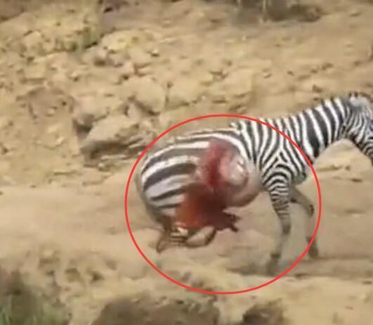 雄斑马河中惨遭凶鳄撕咬,肚肠外露挣扎上岸,伤心时一群恶鳄来临