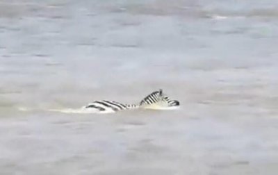 ​雄斑马河中惨遭凶鳄撕咬，肚肠外露挣扎上岸，伤心时一群恶鳄来临