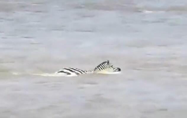 雄斑马河中惨遭凶鳄撕咬,肚肠外露挣扎上岸,伤心时一群恶鳄来临