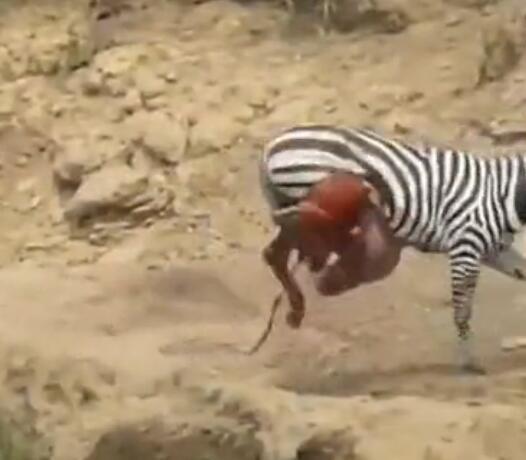 雄斑马河中惨遭凶鳄撕咬,肚肠外露挣扎上岸,伤心时一群恶鳄来临