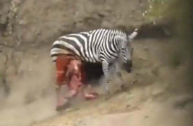 雄斑马河中惨遭凶鳄撕咬,肚肠外露挣扎上岸,伤心时一群恶鳄来临