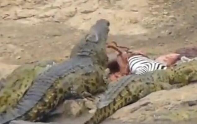 雄斑马河中惨遭凶鳄撕咬,肚肠外露挣扎上岸,伤心时一群恶鳄来临