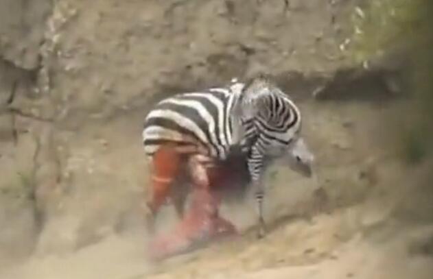 雄斑马河中惨遭凶鳄撕咬,肚肠外露挣扎上岸,伤心时一群恶鳄来临