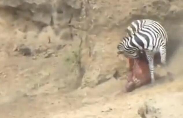 雄斑马河中惨遭凶鳄撕咬,肚肠外露挣扎上岸,伤心时一群恶鳄来临