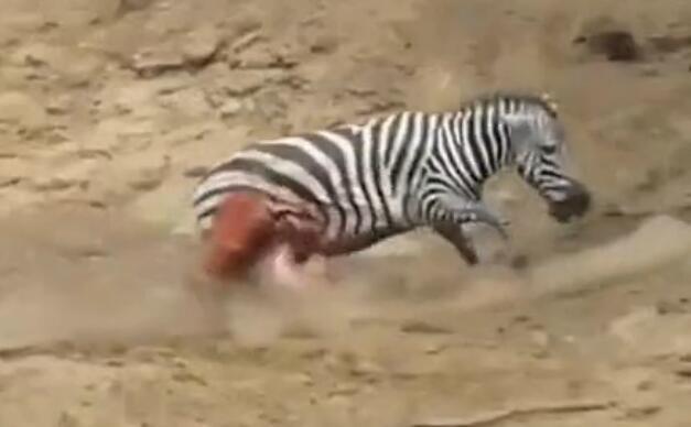 雄斑马河中惨遭凶鳄撕咬,肚肠外露挣扎上岸,伤心时一群恶鳄来临