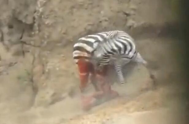 雄斑马河中惨遭凶鳄撕咬,肚肠外露挣扎上岸,伤心时一群恶鳄来临