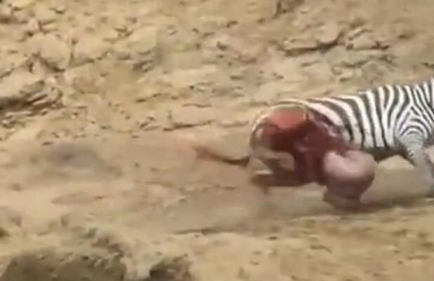 雄斑马河中惨遭凶鳄撕咬,肚肠外露挣扎上岸,伤心时一群恶鳄来临