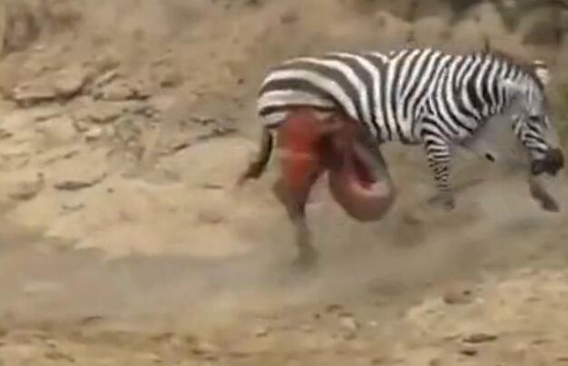 雄斑马河中惨遭凶鳄撕咬,肚肠外露挣扎上岸,伤心时一群恶鳄来临