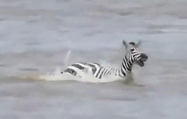 雄斑马河中惨遭凶鳄撕咬,肚肠外露挣扎上岸,伤心时一群恶鳄来临