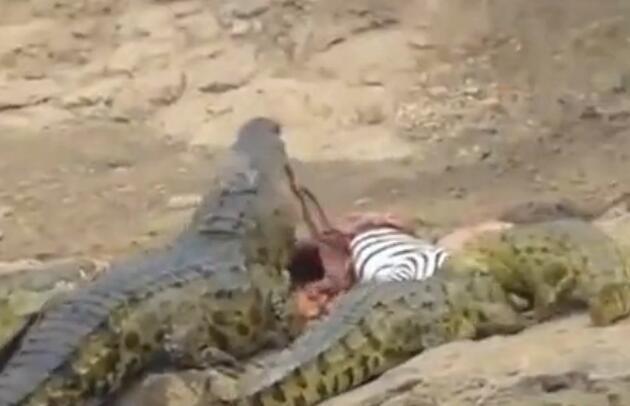 雄斑马河中惨遭凶鳄撕咬,肚肠外露挣扎上岸,伤心时一群恶鳄来临