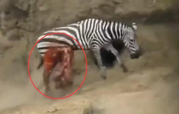 雄斑马河中惨遭凶鳄撕咬,肚肠外露挣扎上岸,伤心时一群恶鳄来临