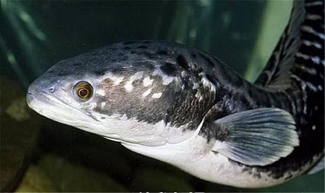 让人恨的牙痒痒的鱼,非常可恶的寄生鱼,当地人见了唯恐避之不及