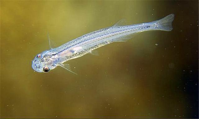 让人恨的牙痒痒的鱼,非常可恶的寄生鱼,当地人见了唯恐避之不及