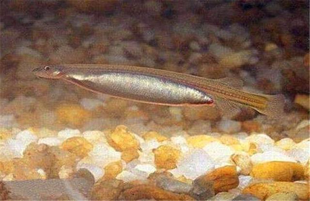 让人恨的牙痒痒的鱼,非常可恶的寄生鱼,当地人见了唯恐避之不及