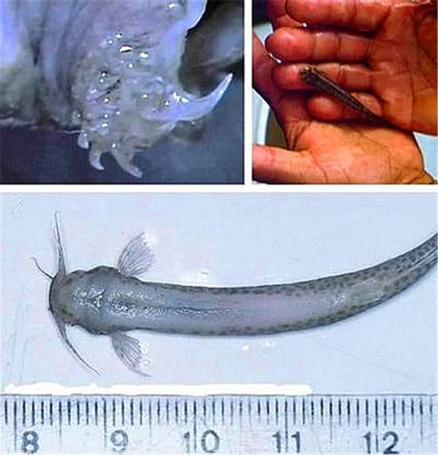 让人恨的牙痒痒的鱼,非常可恶的寄生鱼,当地人见了唯恐避之不及