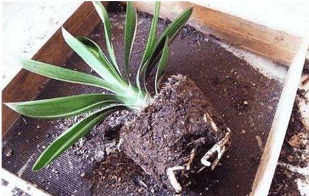 蛭石直接用来养君子兰？不可能的，拿来配土可以，几个误区要注意