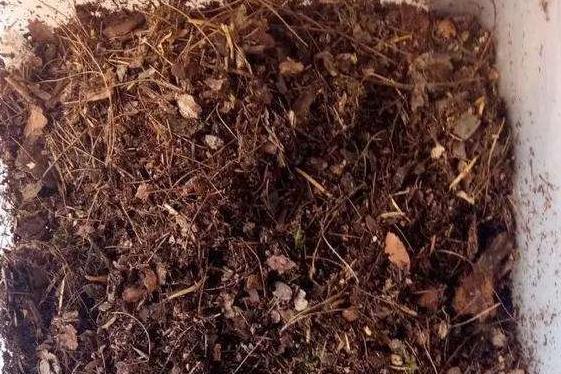 蛭石直接用来养君子兰？不可能的，拿来配土可以，几个误区要注意