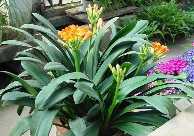 蛭石直接用来养君子兰？不可能的，拿来配土可以，几个误区要注意