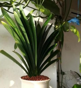 ​君子兰喜“阴”还是喜“阳”，很多人都搞错了，难怪黄叶不开花