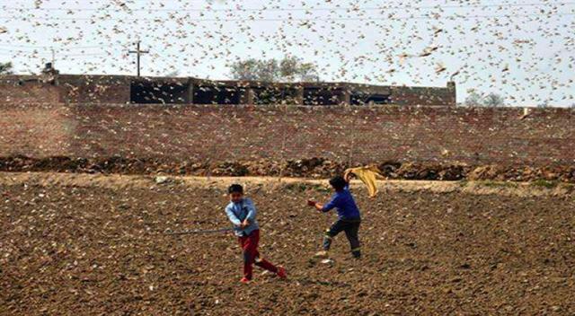 现在农村的蚂蚱靠养殖，为啥没有“蝗灾”了，其实是被有效的遏制