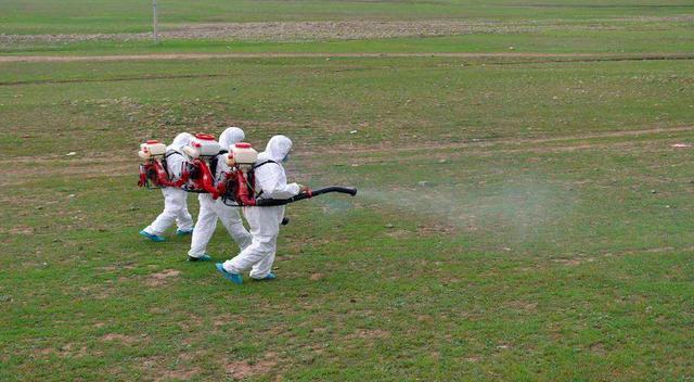 现在农村的蚂蚱靠养殖，为啥没有“蝗灾”了，其实是被有效的遏制