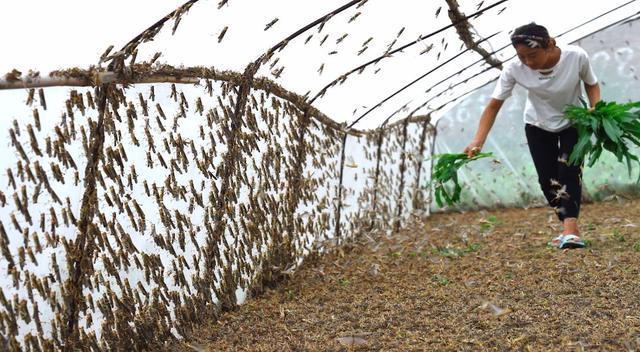 现在农村的蚂蚱靠养殖，为啥没有“蝗灾”了，其实是被有效的遏制