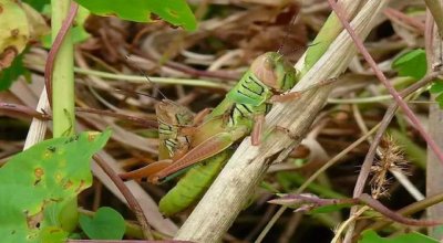 ​现在农村的蚂蚱靠养殖，为啥没有“蝗灾”了，其实是被有效的遏制
