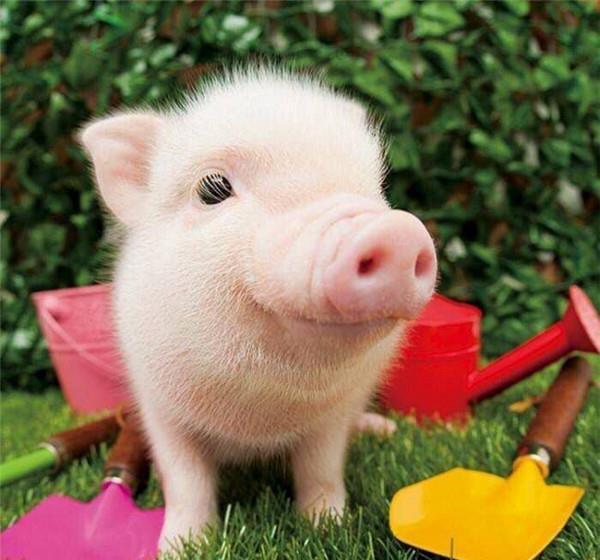 养小猪，赚大钱，快人一步的养殖技术赶紧点击这里！