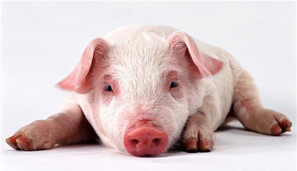 养小猪，赚大钱，快人一步的养殖技术赶紧点击这里！