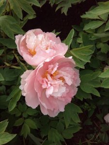 ​看牡丹到底是去洛阳，还是去菏泽？